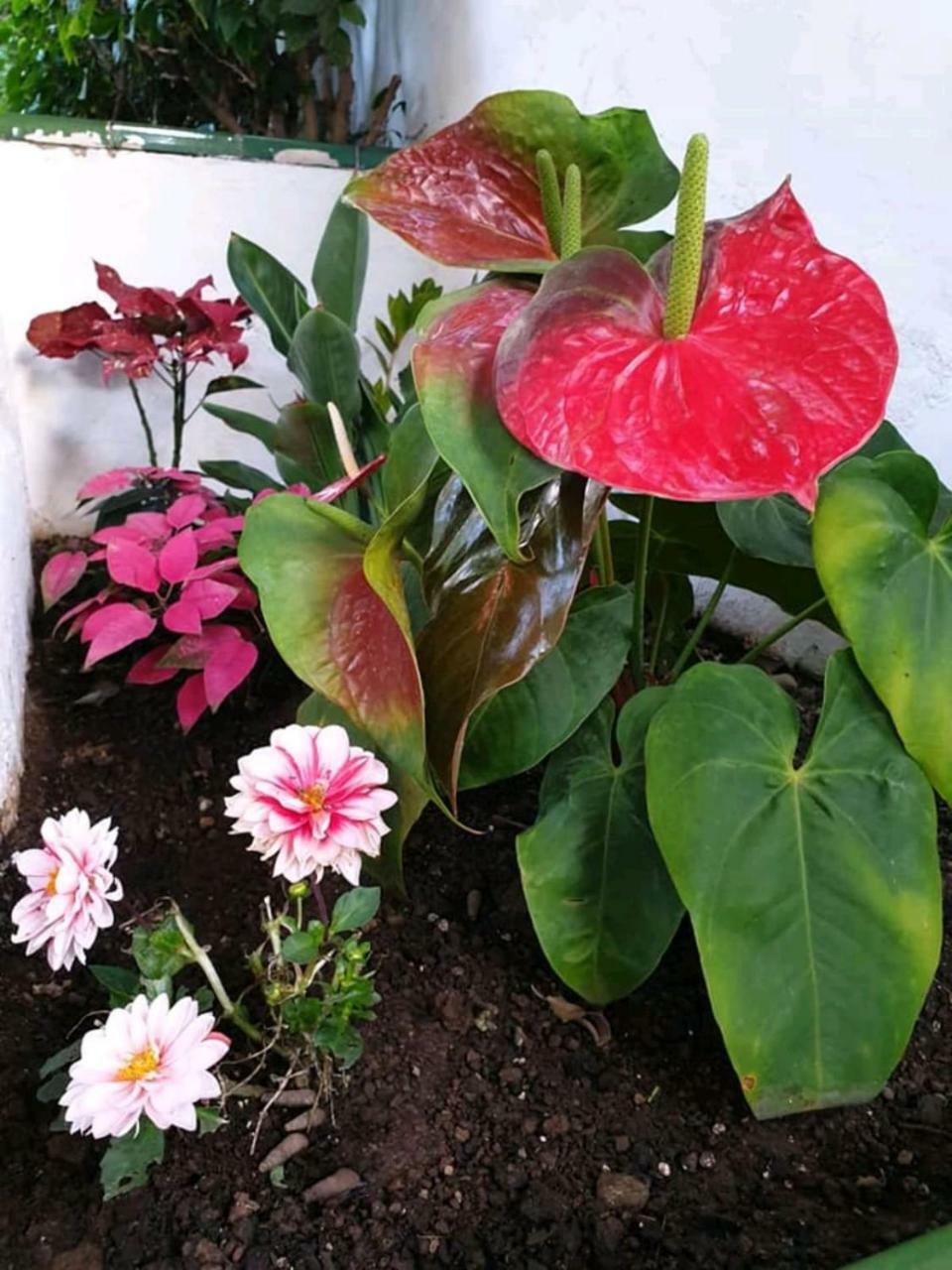Apartamentos Florida Gran Canaria Adults Only Puerto Rico  Zewnętrze zdjęcie